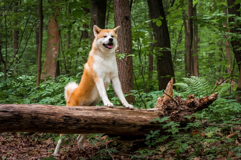 An akita standing with its front paws on a fallen log in a forest.