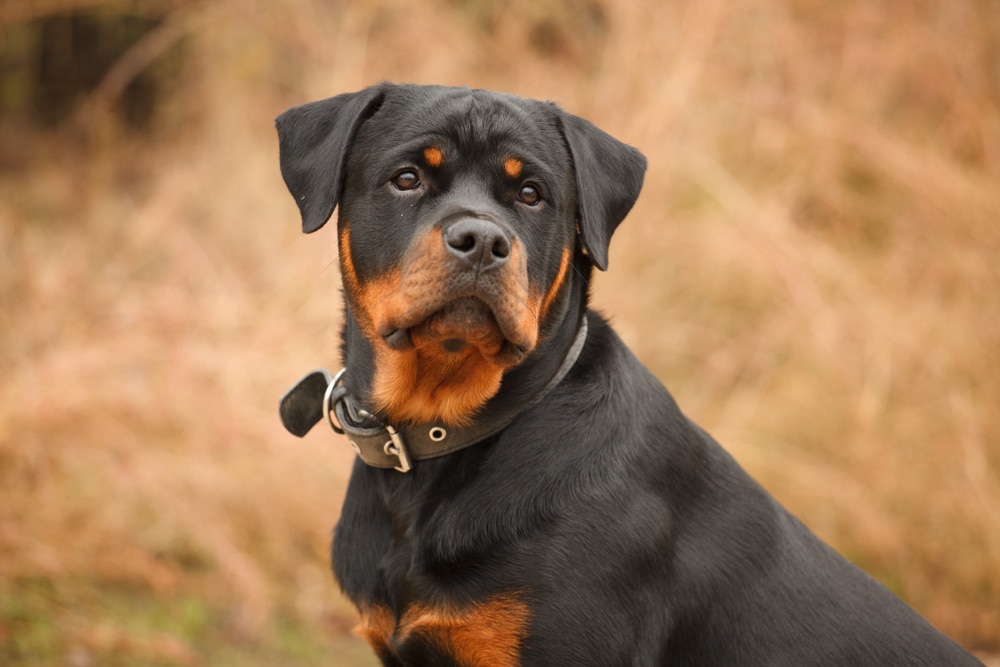 A closeup of a Rottweiler in a field.