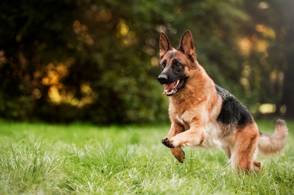 A German Shepherd running through grass by a forest.