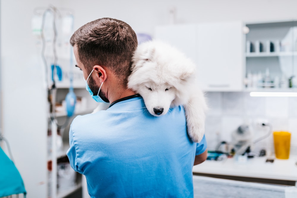 A vet carrying a sleepy Samoyed on his shoulder.