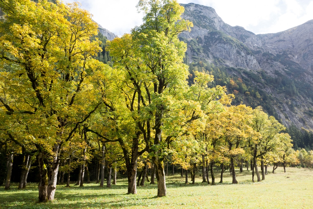 A bunch of sycamore trees.