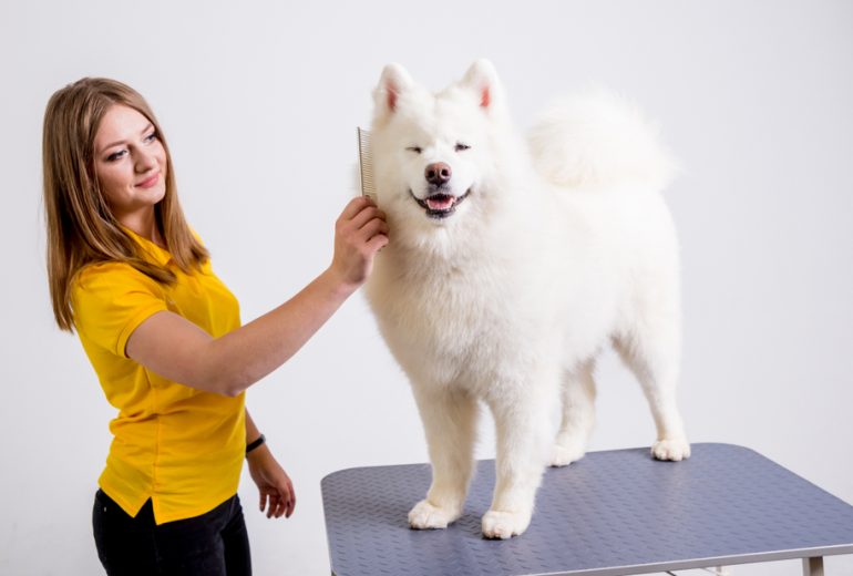 How To Potty Train A Samoyed Puppy StepByStep Help Happy Samoyed