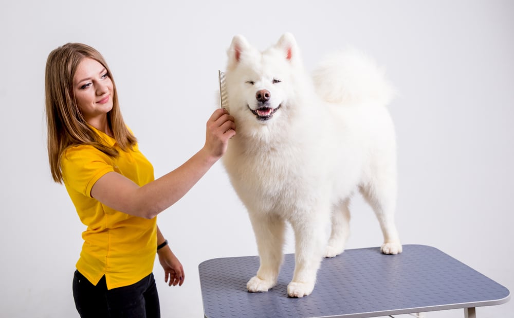 A Samoyed getting groomed in a dog barber shop.