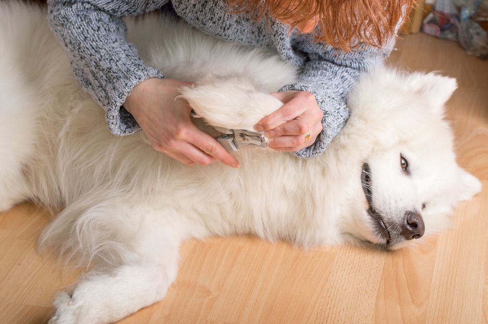 A Samoyed laying on a wood floor while their owner prepares to clip one of their nails.