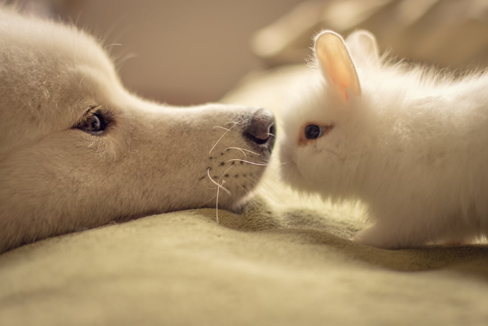 A dog and a baby bunny nose to nose on a bed.