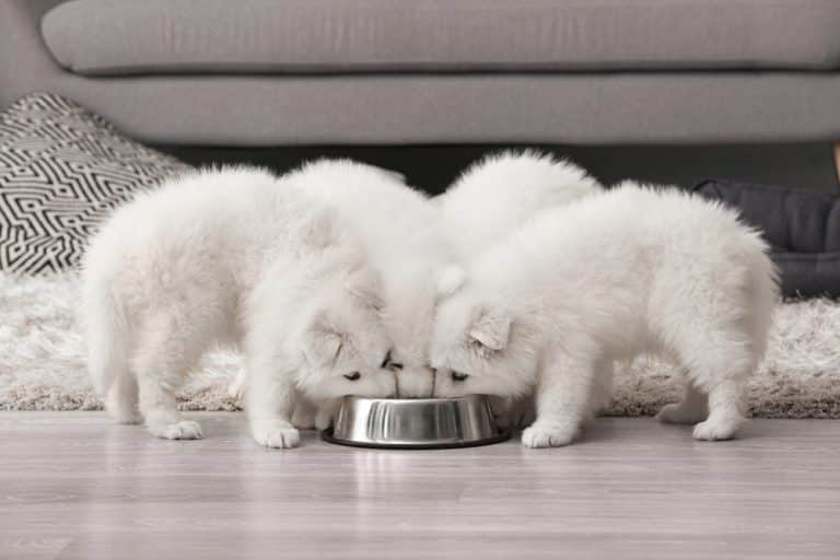 What Is The Best Dog Food For Samoyed Puppies? Happy Samoyed