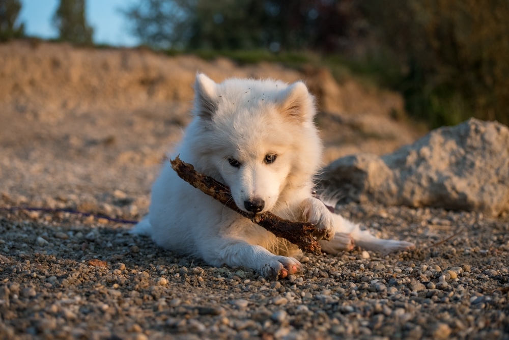 A Samoyed dog chewing on a piece of wood.