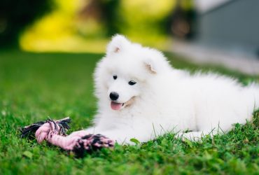 When it comes to toys for Samoyed dogs, this Samoyed prefers to play with its tug-of-war rope in the yard.
