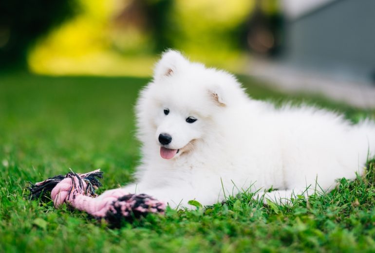 The 5 Best Toys for Samoyed Dogs Happy Samoyed