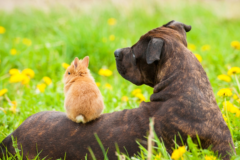 American staffordshire terrier with little rabbit sitting on its back