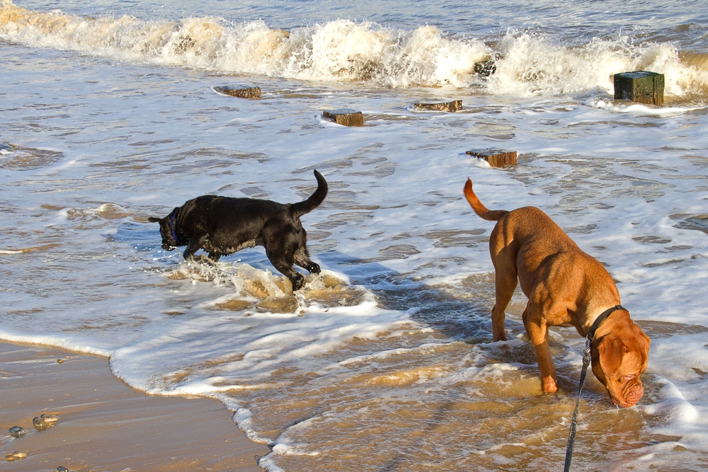 what time can dogs go on the beach