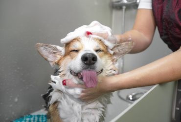 A dog getting a bath.