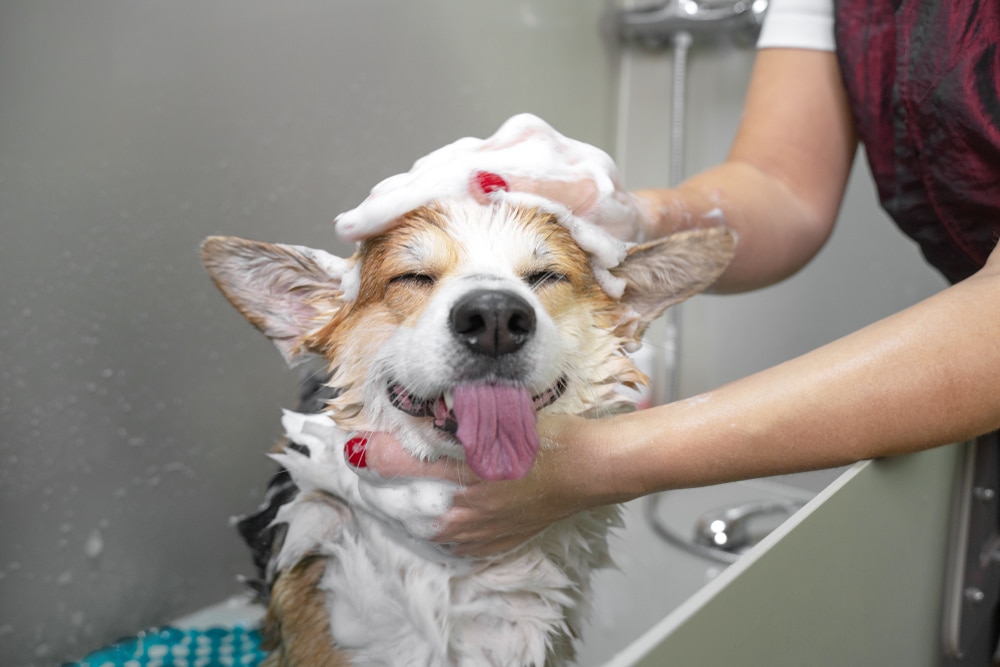 A dog getting a bath.