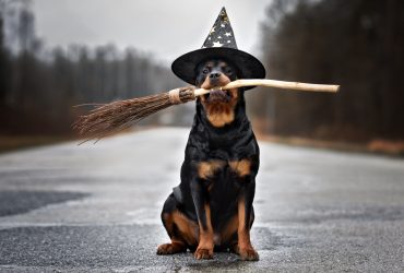 Dog in a costume on the road with a broom in its mouth.
