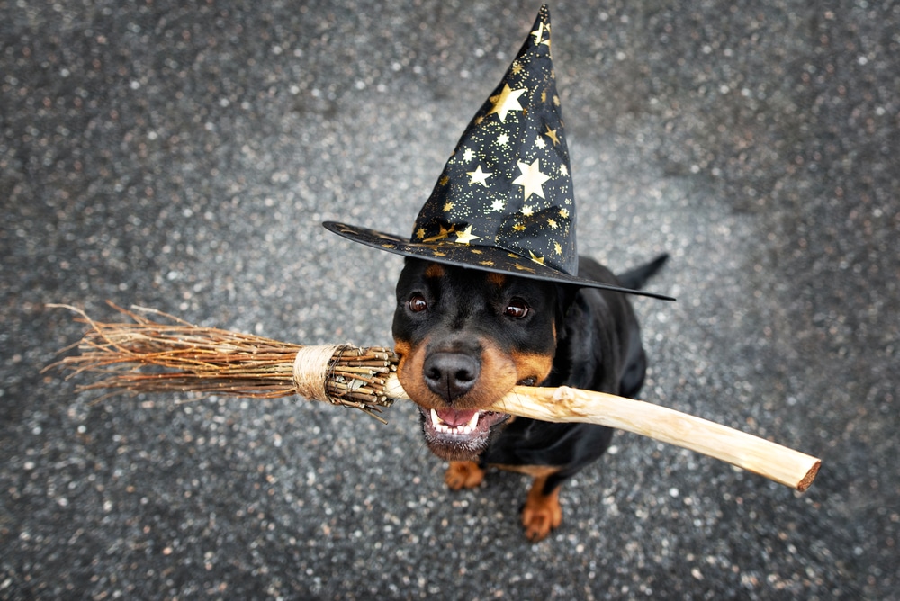 Closeup of a dog in a witch's hat and looking up at the camera with a broom in its mouth.