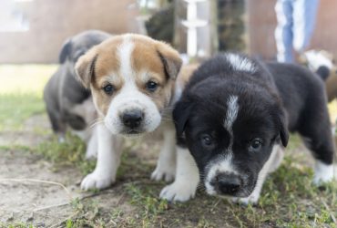 Black and brown puppies staring at the camera while on some grass.