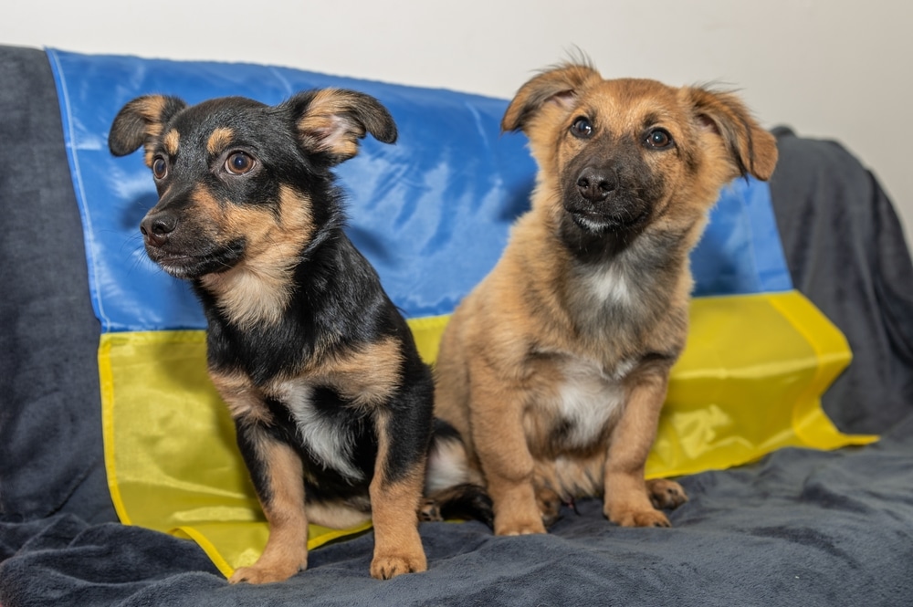 A black and a brown puppy sitting on a couch.