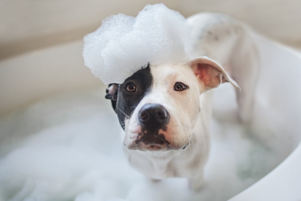 Dog standing in a bath with some bubbles on its head.