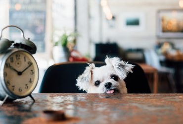 Dog peeking up over a table with an old clock on it.