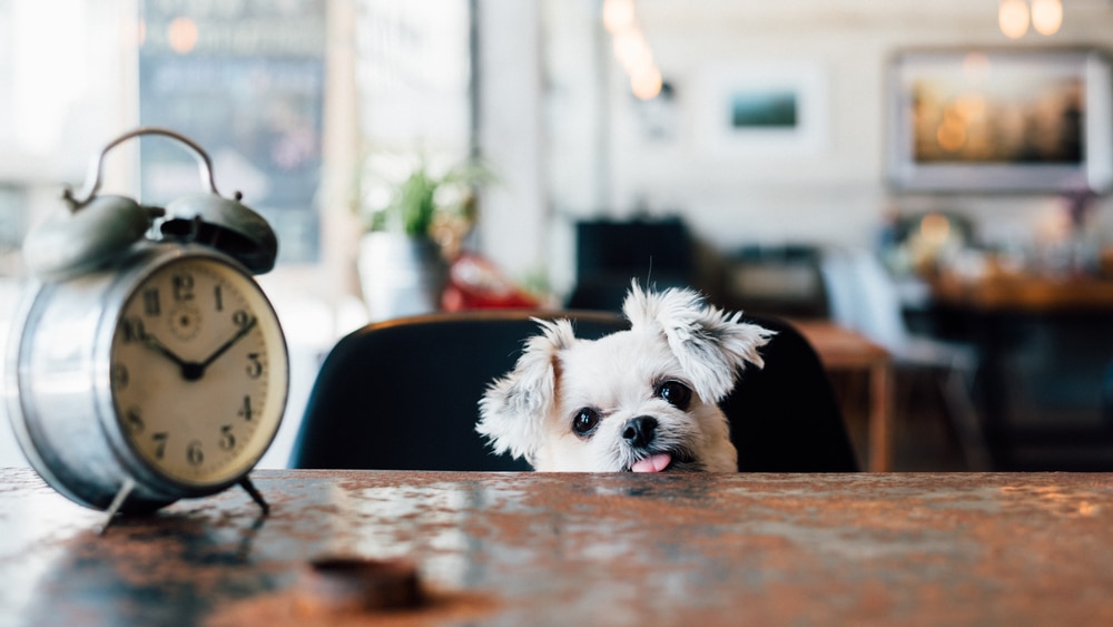 Dog peeking up over a table with an old clock on it.
