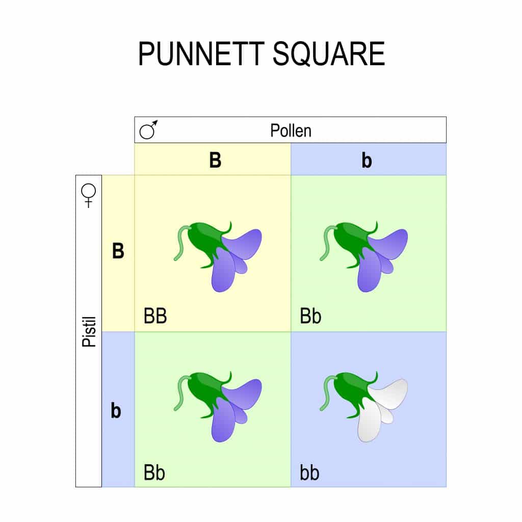 Punnett square