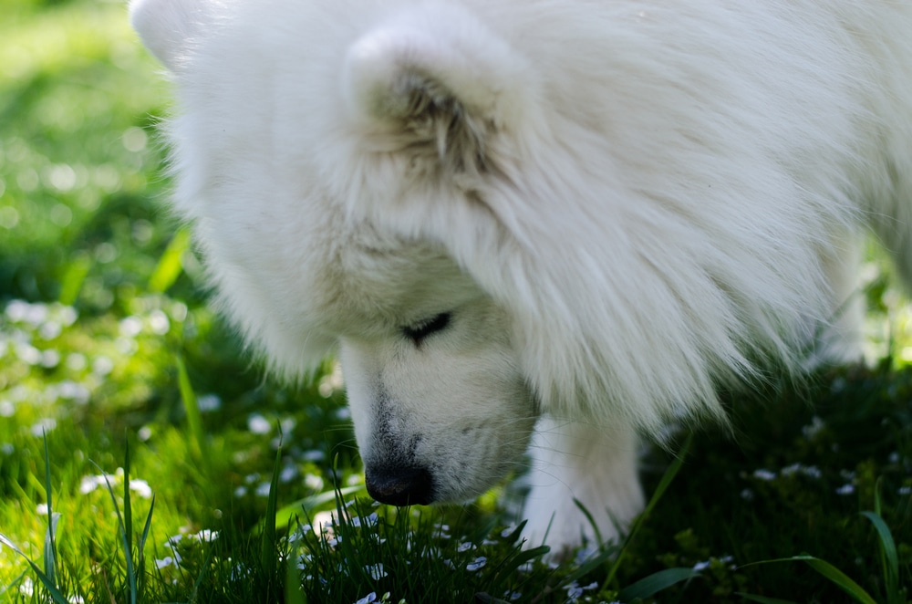 Closeup of a Samoyed sniffing some grass.