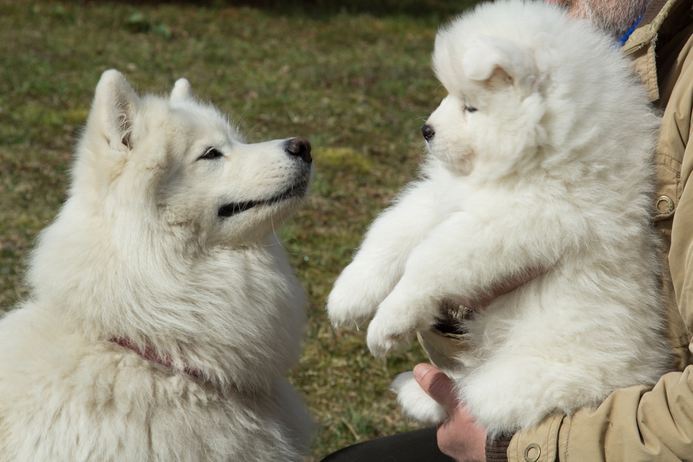 A Samoyed adult and Samoyed puppy, one with ears that stand up and the other with floppy ears.