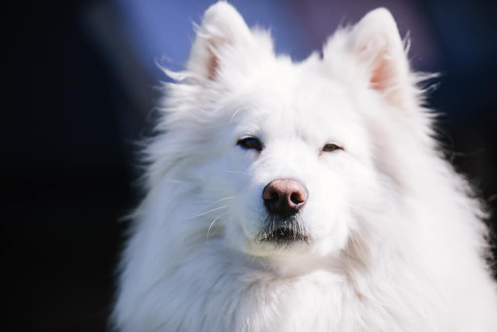 Closeup of a Samoyed with ears that stand up.
