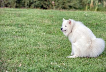 Samoyed squatting to go poop in a yard.