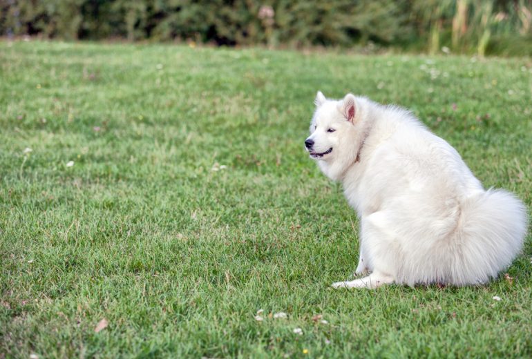 Is Saccharin Safe For Dogs? Happy Samoyed