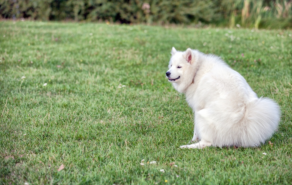 Samoyed squatting to go poop in a yard.