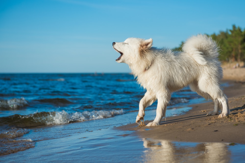 A Samoyed howling on the beach.