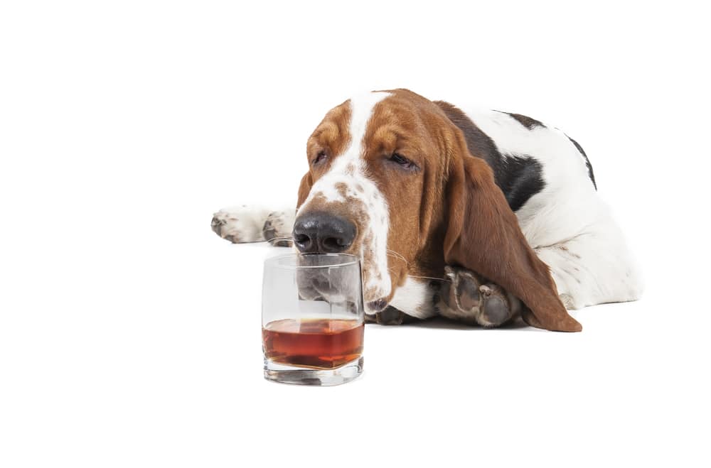A dog with a product containing alcohol that the dog should not have.