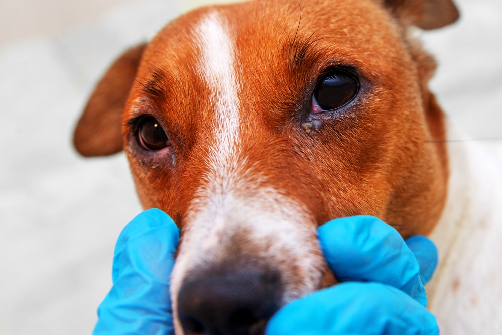 A closeup of a veterinarian checking out a dog's eyes that seem to be having an allergic reaction to something.
