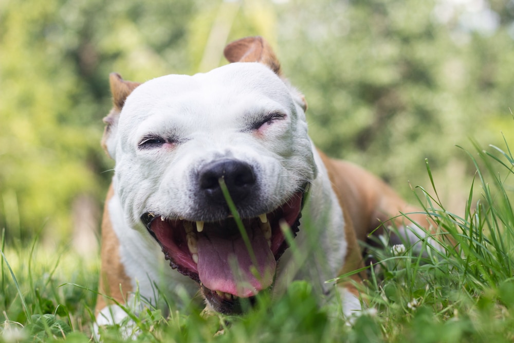 A dog coughing in the grass.