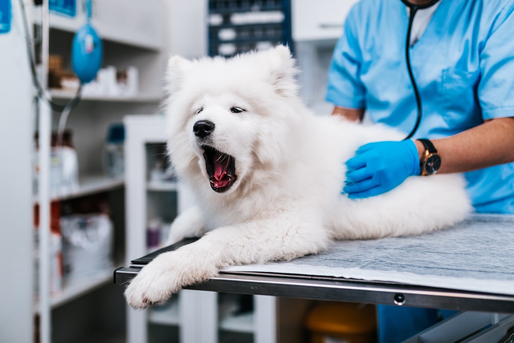 A Samoyed at the vet for an exam.