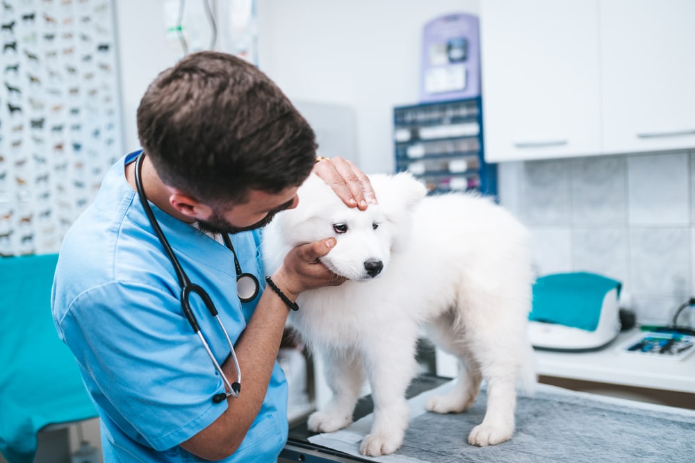 A dog at the vet getting checked out to see if it has any pain.