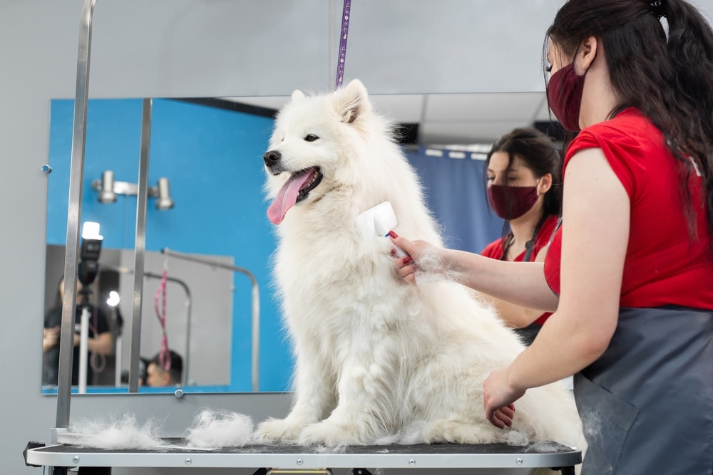 A Samoyed being groomed by the groomer.