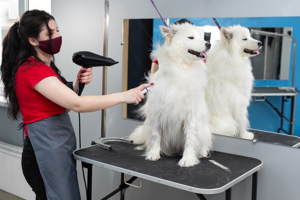 A professional groomer taking care to groom a Samoyed.
