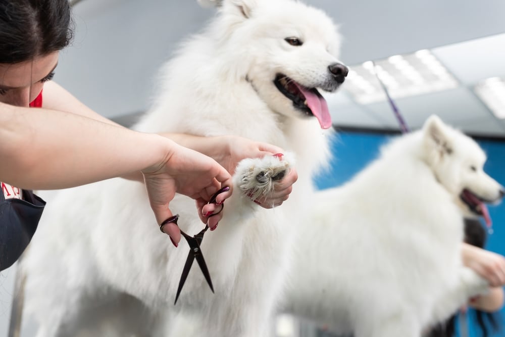 Groomer grooming a Samoyed in her shop.