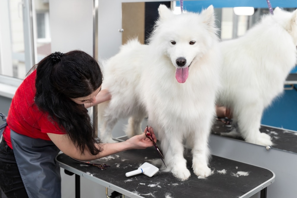A dog at the groomer while being groomed.