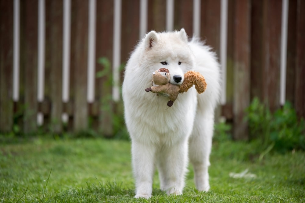 A Samoyed dog with a toy in its mouth while it's in the backyard.