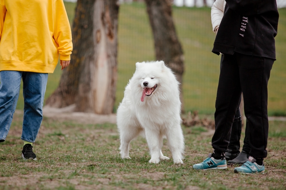 A dog playing in the park with its owners.