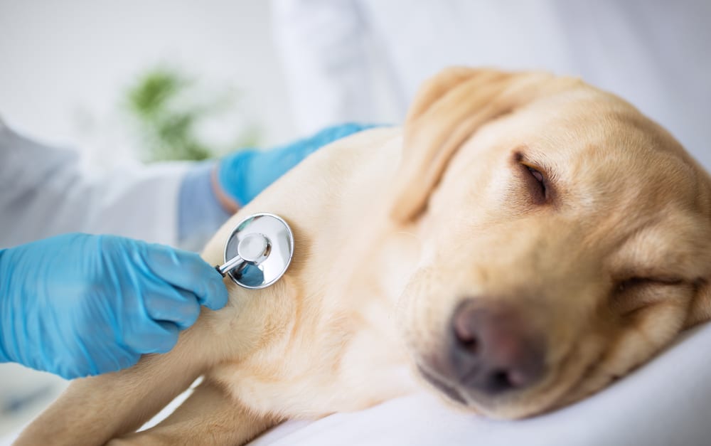 A closeup of a dog getting check out by a veterinarian.