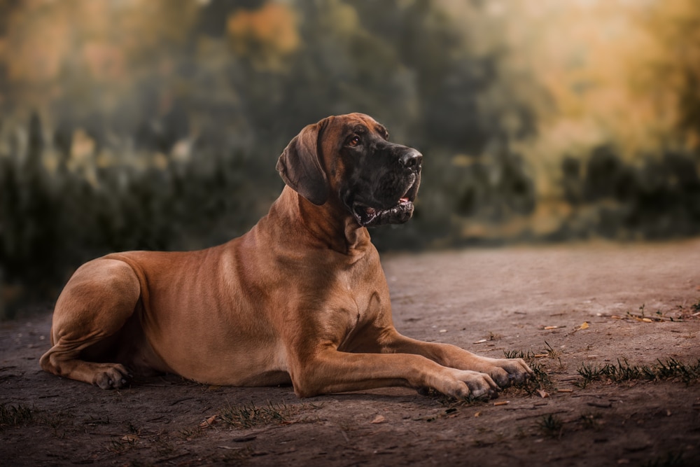 A Great Dane laying on the ground.