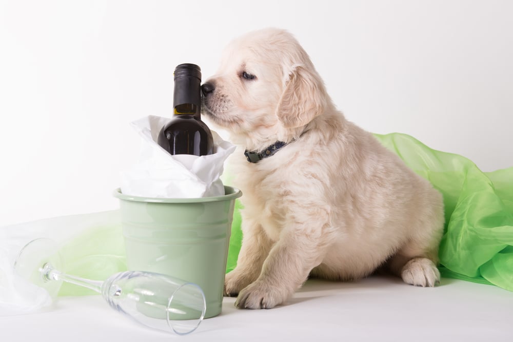 Puppy sniffing a bottle of wine.