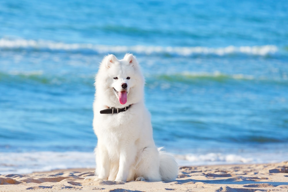 A Samoyed with a collar sitting on the beach.