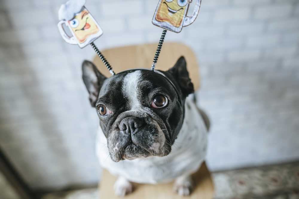 A dog with a bouncy headband with beer-glass-shaped attachments.