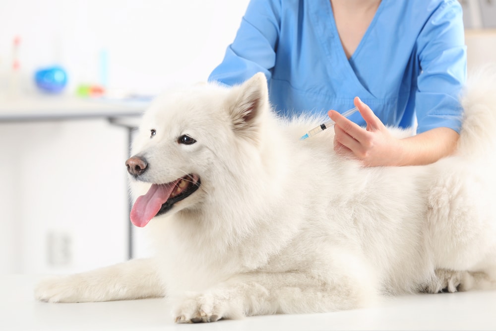 A Samoyed getting a shot at the vet, hopefully as often as it needs.