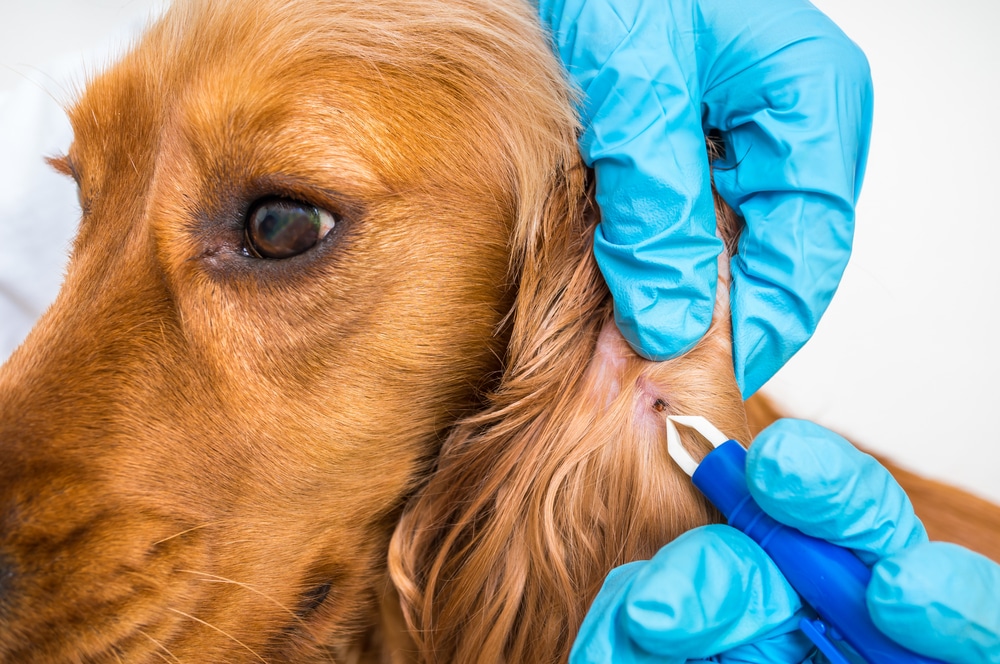 A dog about to have a tick removed from its ear.